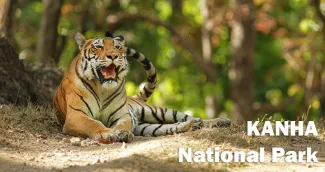 Tiger i Kanha National Park