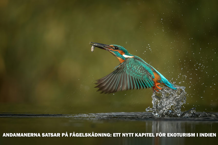 Andamanerna satsar på fågelskådning: Ett nytt kapitel för ekoturism i Indien