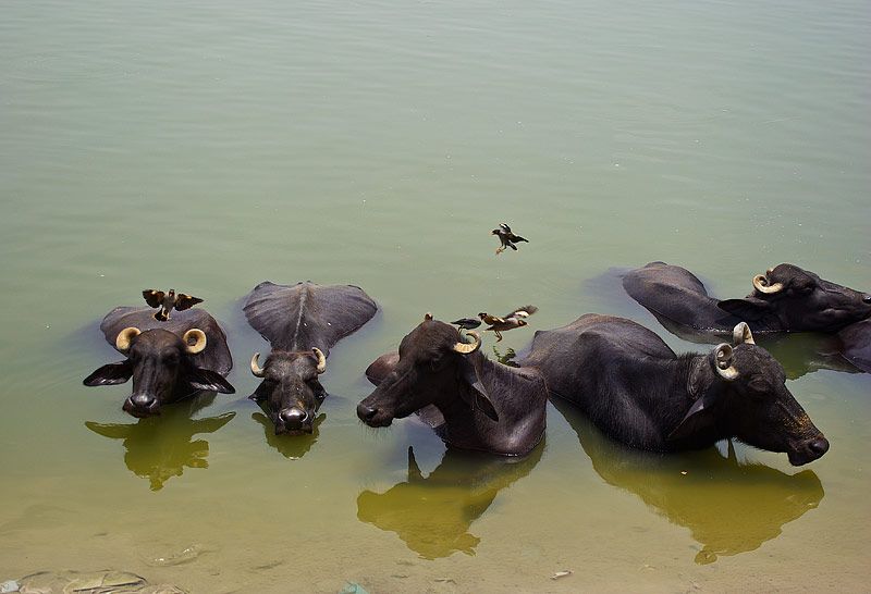 Badande bufflar i Ganges, Varanasi