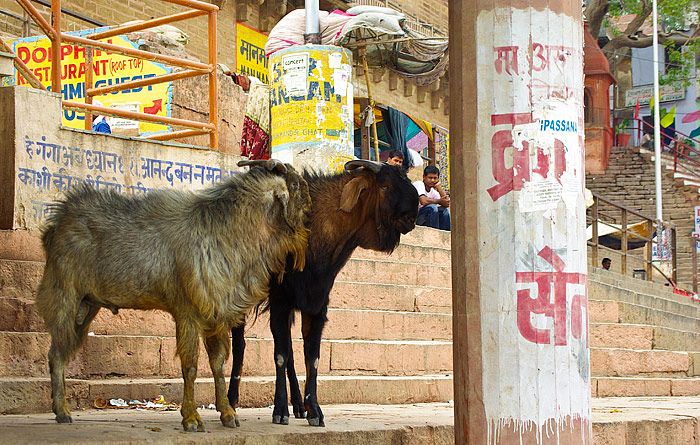 Getter nere vid Ganges, Varanasi