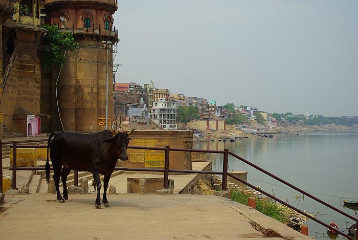 Helig ko i Varanasi