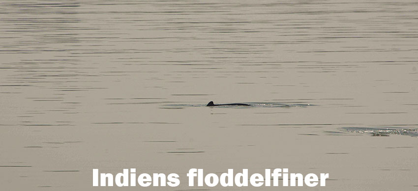 Indiens floddelfiner: En kamp för överlevnad i Indiens heliga floder