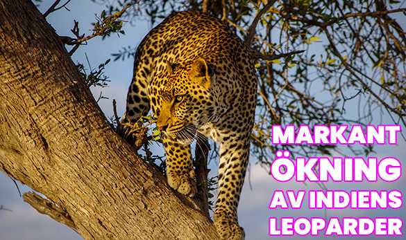 markant ökning av Indiens leoparder
