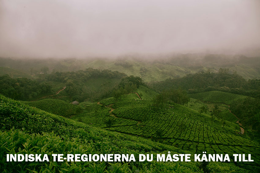 Indiska te-regionerna du måste känna till