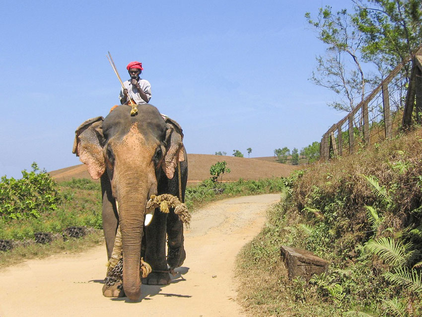 Elefant i södra Indien