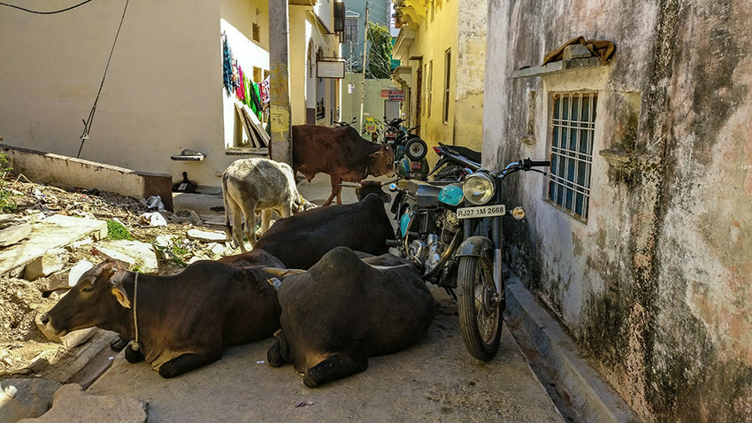 Kor är heliga – och skyddade av lag