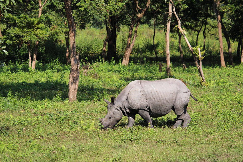 Noshörning i Kaziranga, Assam