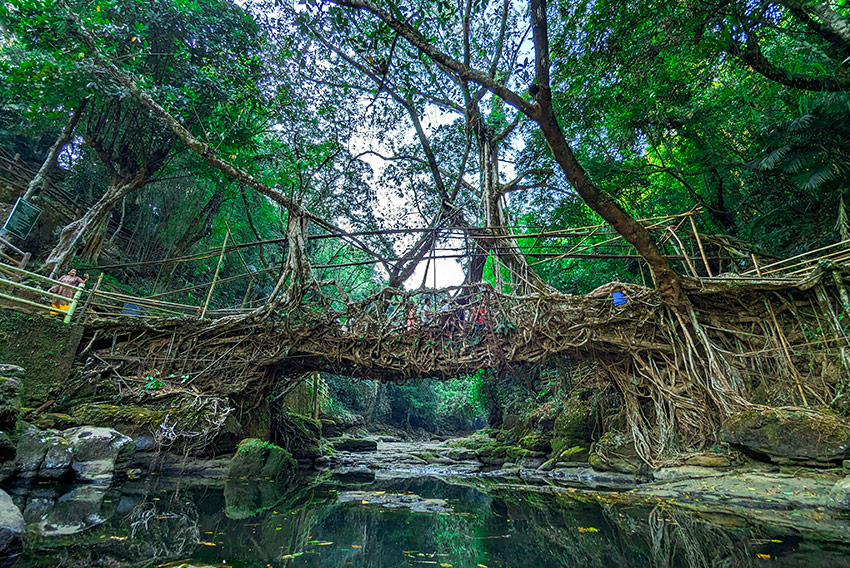 Levande bro i Meghalaya