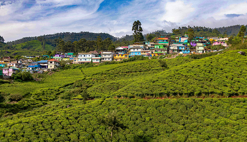 Te-odling i södra Indien