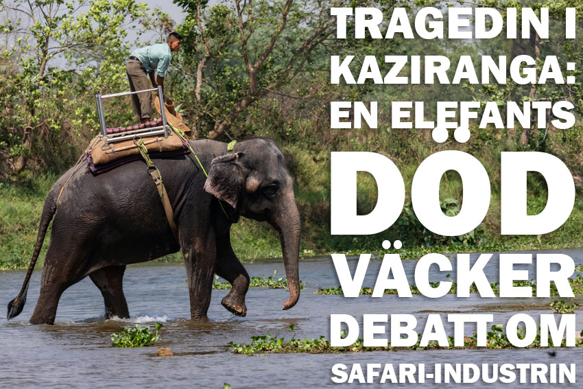Tragedin i Kaziranga: En elefants död väcker debatt om safari-industrin