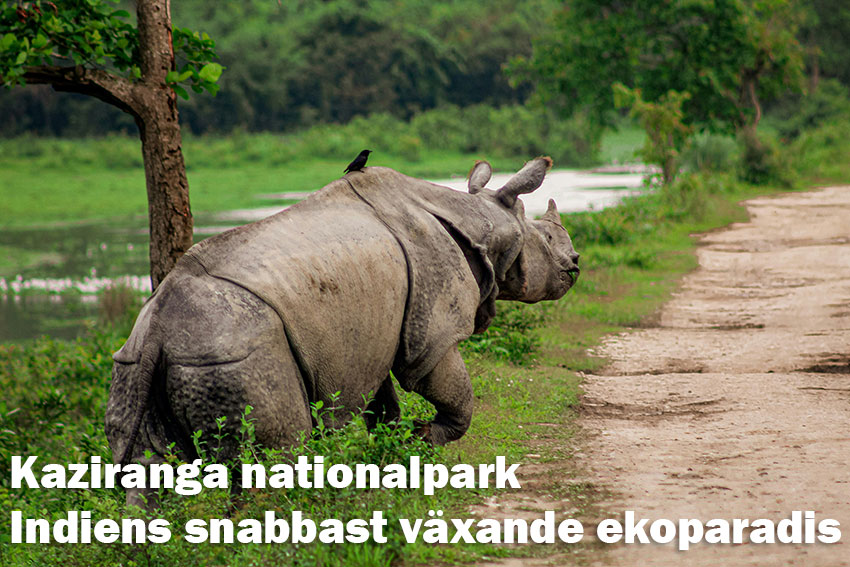 Kaziranga nationalpark – Indiens snabbast växande ekoparadis