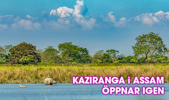 Nationalparken Kaziranga i Assam, Indien, öppnar upp för turism igen