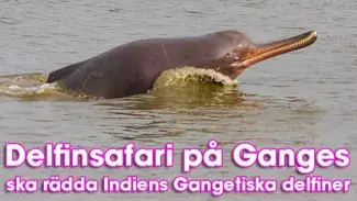 Delfinsafari på Ganges ska rädda Indiens delfiner