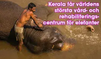 Elefant i Kerala, Indien
