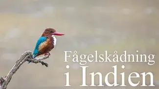 Fågelskådning i Indien