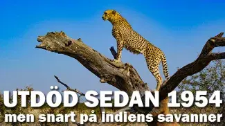 Indien vill återinföra landets geparder