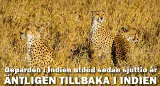 Åtta geparder äntligen på plats i Indien efter sjuttio år som utdöda
