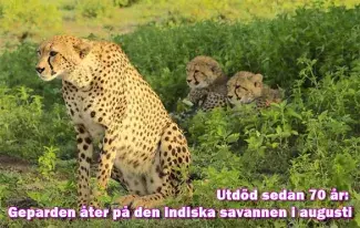 Utdöd sedan 70 år: Geparden är tillbaka på de indiska savannerna redan i augusti