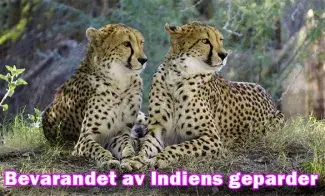 Ny arbetsgrupp ska övervaka gepardernas utveckling i Indien