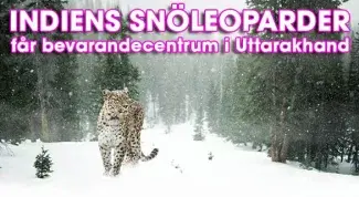 Indiens snöleoparder får hjälp