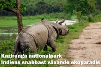 Kaziranga nationalpark – Indiens snabbast växande ekoparadis