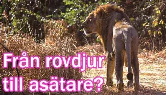 Lejon Sasan Gir, Gujarat, Indien