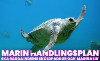 Indien lanserar nationell handlingsplan för marin miljö och landets sköldpaddor