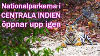 Indiens nationalparker i Madhya Pradesh öppnar igen