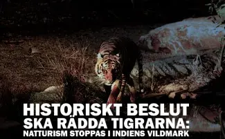 Historiskt beslut ska rädda tigrarna: Natturism stoppas i Indiens vildmark