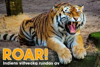 Roar - Indiens vilddjursvecka