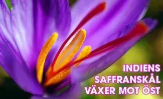Indien börjar odla saffran i Sikkim