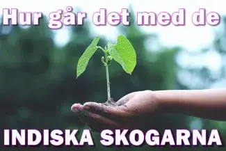 Hur står det till med skogarna i Indien?