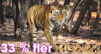 Indiens tigerstam ökar kraftigt