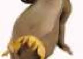 Profile picture for user Baloo