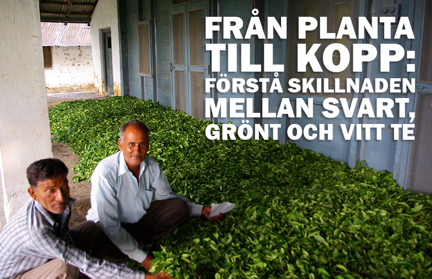 Från planta till kopp: Förstå skillnaden mellan svart, grönt och vitt te
