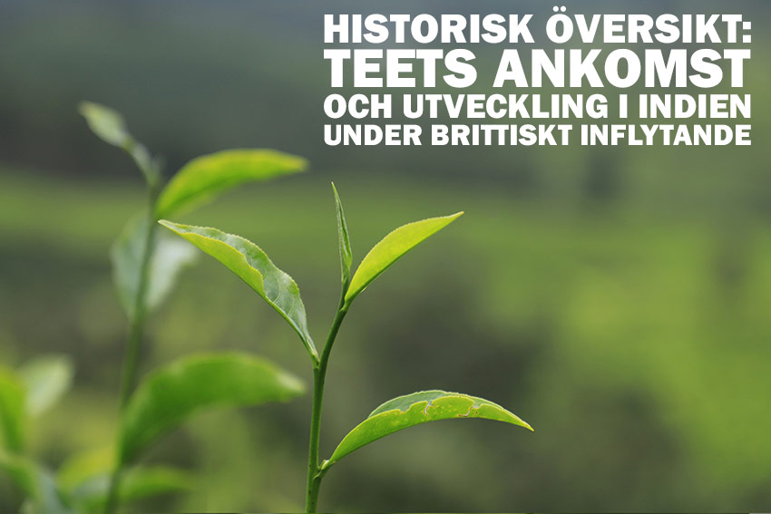 Historisk översikt: Teets ankomst och utveckling i Indien under brittiskt inflytande