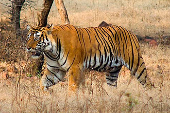 Indiens nationaldjur - Tiger
