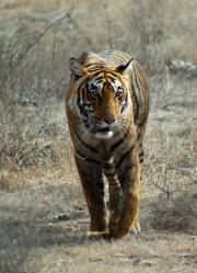 Indisk tiger